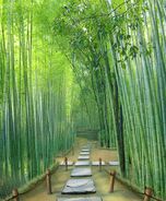 Shanghai Bamboo Forest