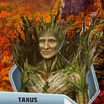 Taxus