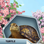 TurtleD&dD3