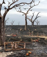 Applewood Manor Orchards Burned