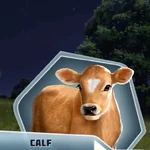 DDBk2Ch06 Calf