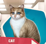 TSCh02 Adoptable Cat