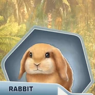 Moku Island rabbit.png (517 KB) Rabbit