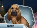 Boone