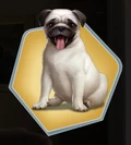 D&D Pug Larger View