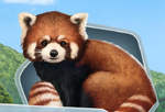 Red Panda Cub