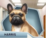 BaBu2 Dog Harris
