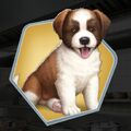 Mm puppy stray