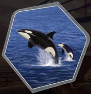 Mama and Baby Orca
