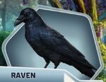 TCH Ch3 Raven