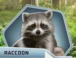 WB Ch08 Raccoon