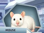 OH3 Ch4 Mouse