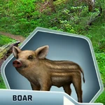 Tps boar