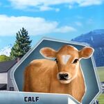 Calf