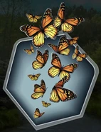 Butterflies