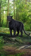 SW Panther FV.png (6.08 MB) Black Panther