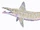 Parahelicoprion