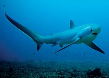 https://static.wikia.nocookie.net/chondricthyes/images/1/18/Thresher_shark.jpg/revision/latest/thumbnail/width/360/height/360?cb=20170623044658