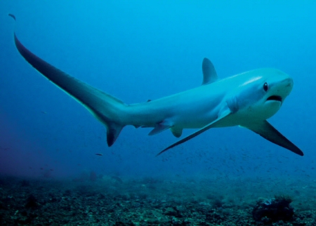 pelagic thresher shark