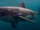 Salmon shark