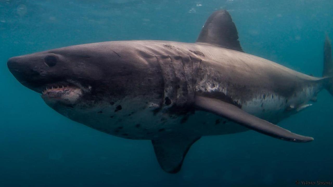 Salmon shark | Chondrichthyes Wiki | Fandom