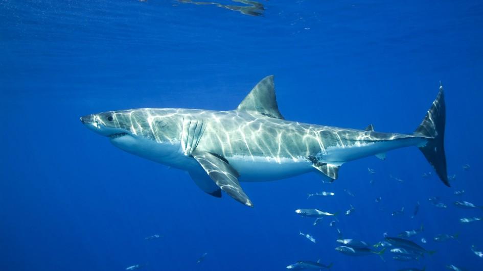 There's a 1,000-pound great white shark swimming near the Jersey shore