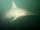 Smalleye hammerhead