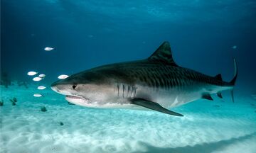 Tiger shark, Chondrichthyes Wiki