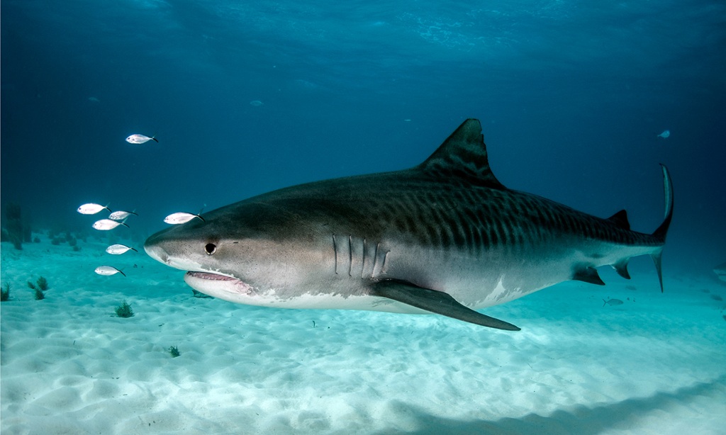 Tiger shark - Wikipedia