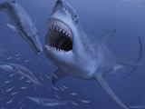 Megalodon