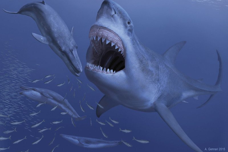 Sharks: Find out the true size of prehistoric giant shark Megalodon - BBC  Newsround