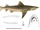 Speartooth shark