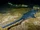 Largetooth sawfish