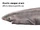 Pacific sleeper shark