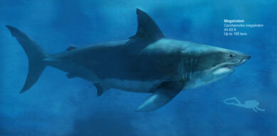 megalodon national geographic
