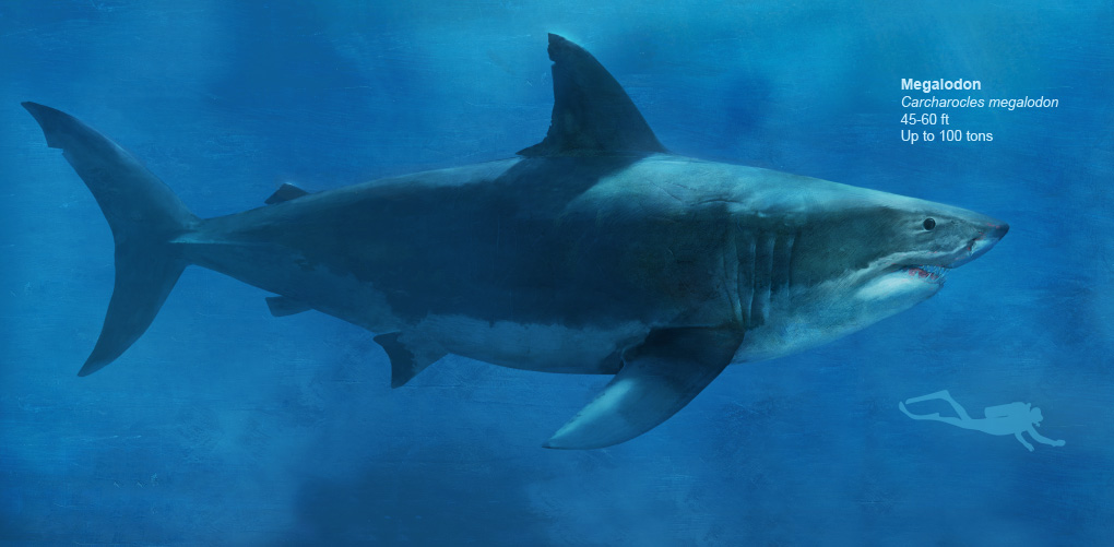 carcharodon megalodon maximum