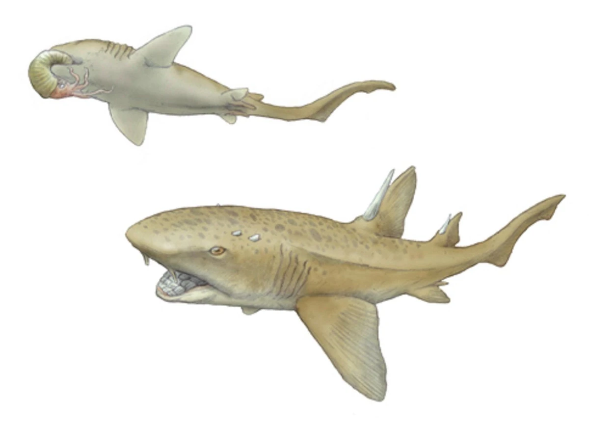 Ptychodus Chondrichthyes Wiki Fandom