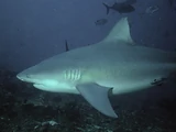 Bull shark