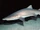 Sand tiger shark