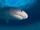 Tiger shark