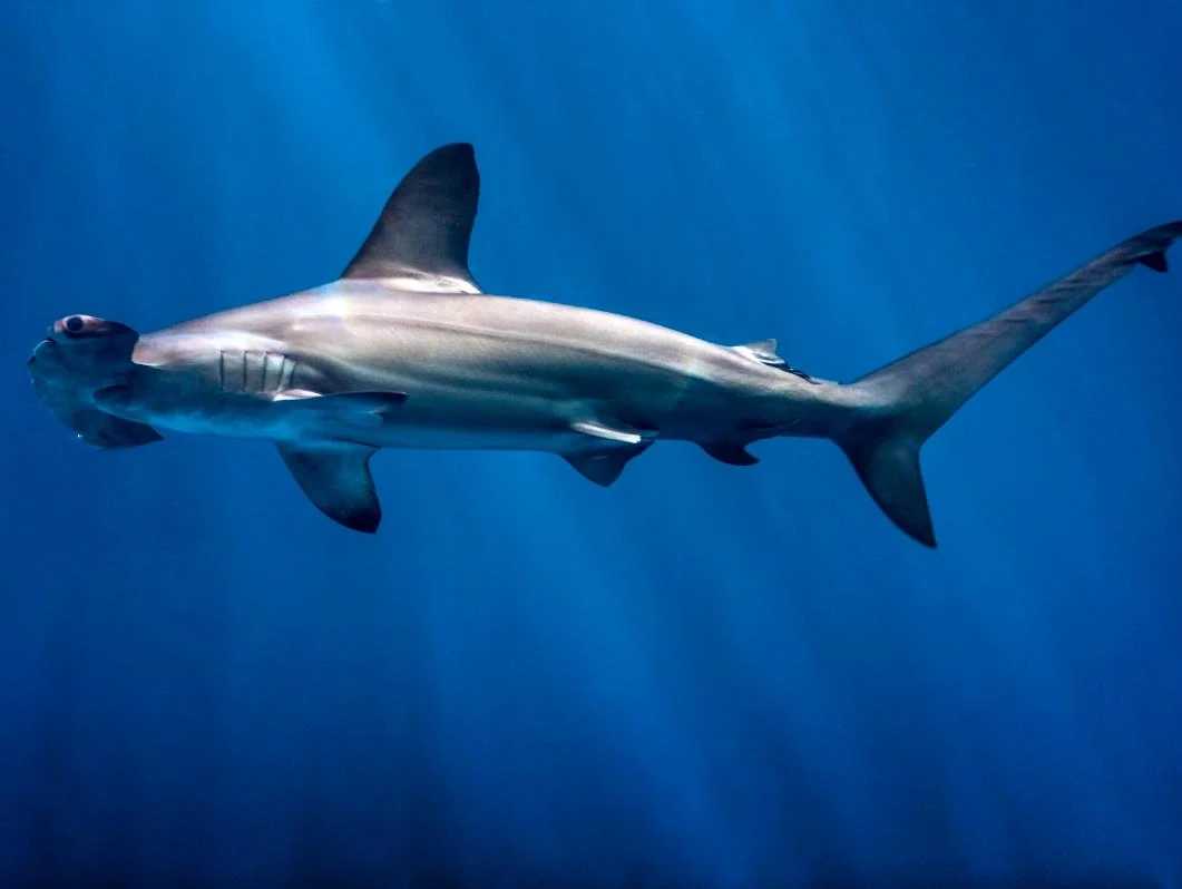 Scalloped hammerhead Chondrichthyes Wiki Fandom