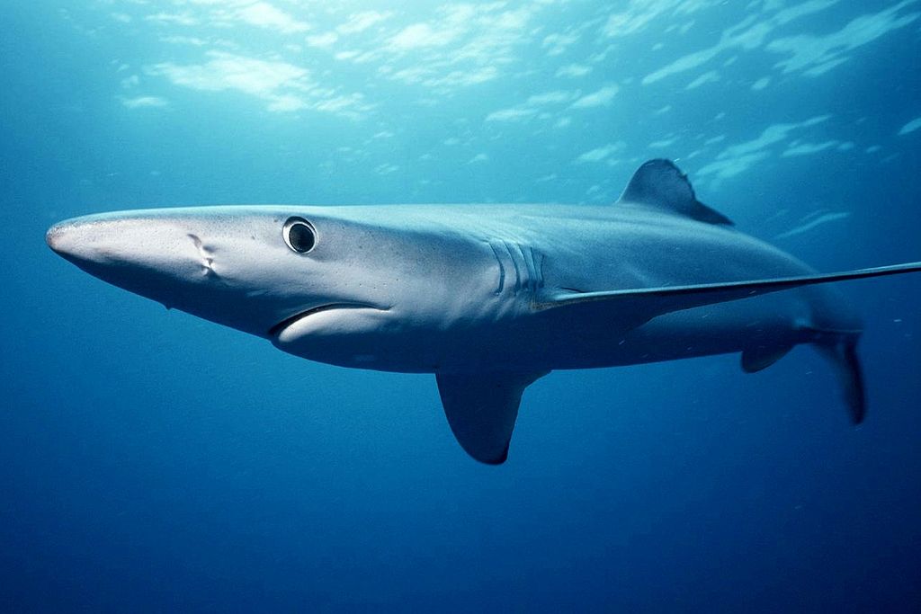 Great white shark - Wikipedia