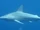 Bignose shark