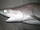Bigeyed sixgill shark