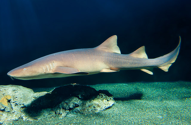 carpet shark