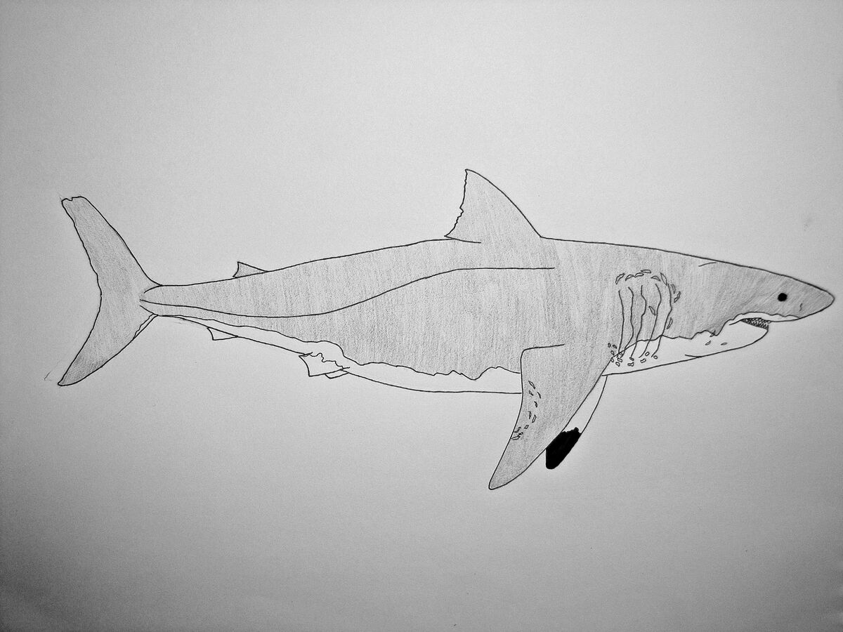 Stumpy (Shark) | Chondrichthyes Wiki | Fandom