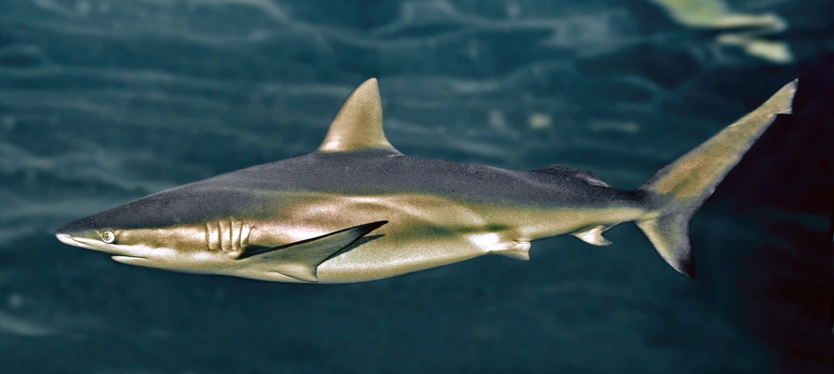 Copper shark Chondrichthyes Wiki Fandom