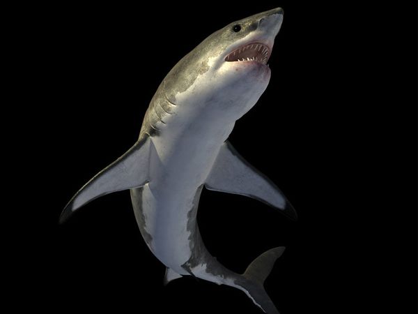 science based - Variations on the Ginsu Shark Theme--What Would