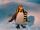 Topper the Penguin