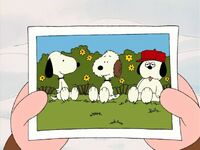 Snoopy with his brothers Andy and Olaf in a photo.